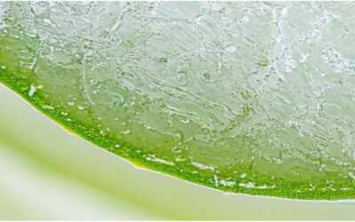 Aloe Barbadensis Leaf Juice สารสกัดมหัศจรรย์จากธรรมชาติใกล้ตัว