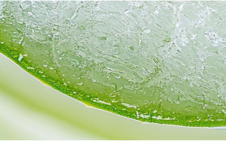 Aloe Barbadensis Leaf Juice สารสกัดจากน้ำว่านห่างจระเข้ Aloe Barbadensis Leaf Juice สารสกัดจากน้ำว่านห่างจระเข้