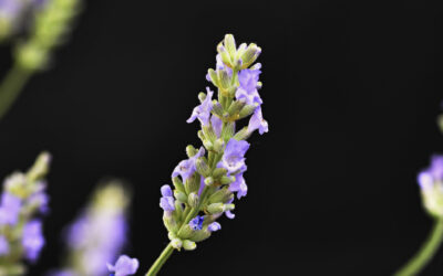Lavandula Angustifolia Oil น้ำมันลาเวนเดอร์ คืออะไร? ช่วยอะไรผิวบ้าง และเหมาะกับใครบ้าง?