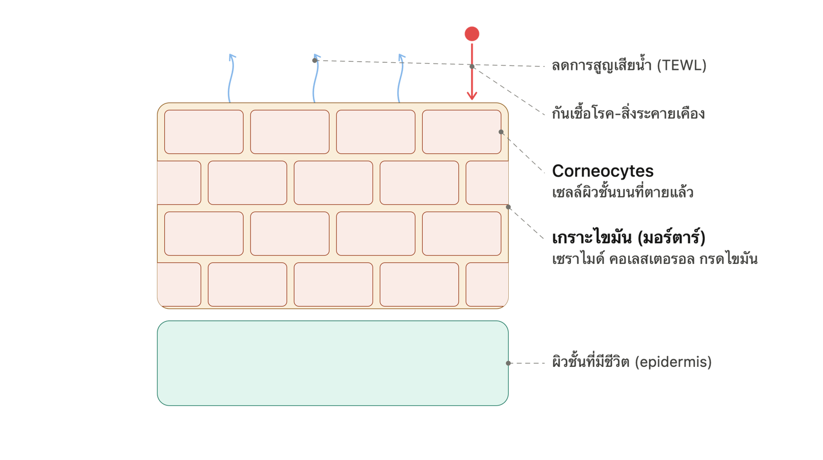 Skin Barrier